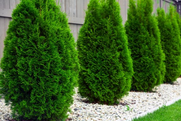 Arborvitae Planting in Midlothian