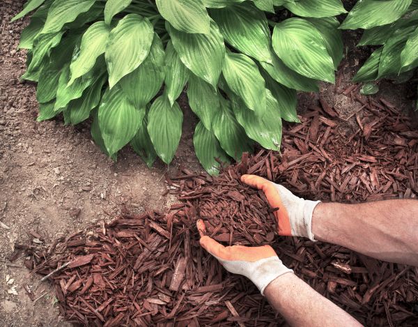 Shredded Mulch Service in Midlothian