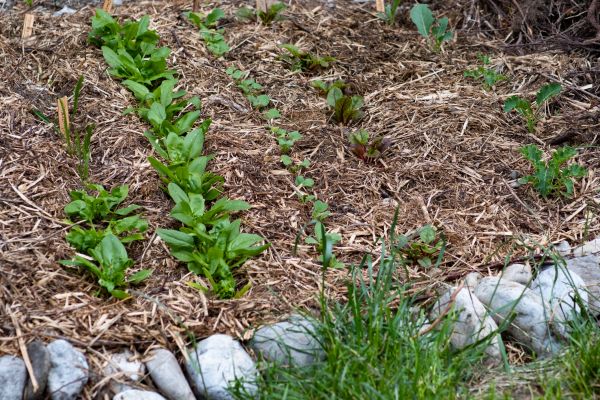 Mulch Service in Midlothian