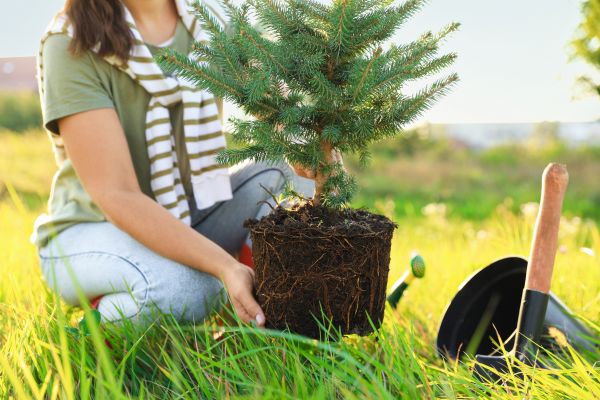 Spruce Tree Planting in Midlothian