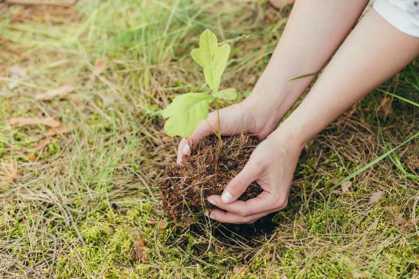 Oak Tree Planting in Midlothian