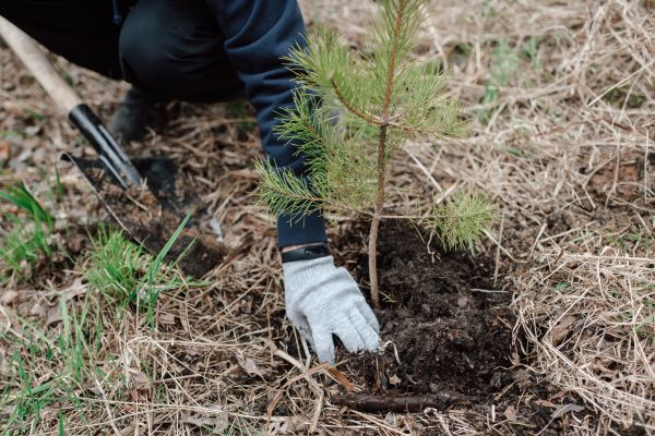 Pine Tree Planting in Midlothian