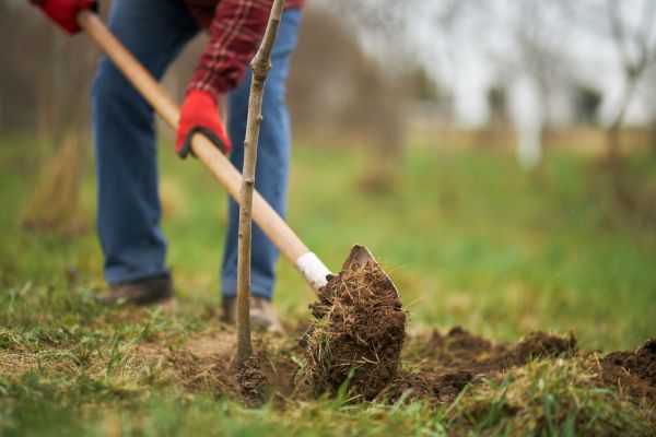 Trees Planting in Midlothian