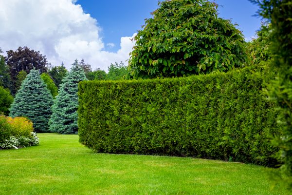 Hedge Landscaping in Midlothian