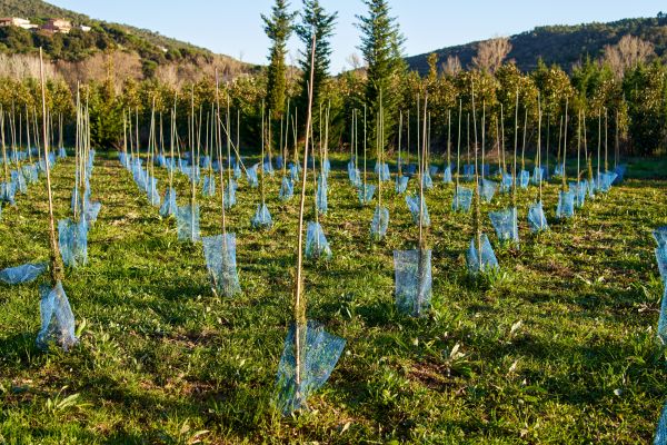 Spruce Reforestation