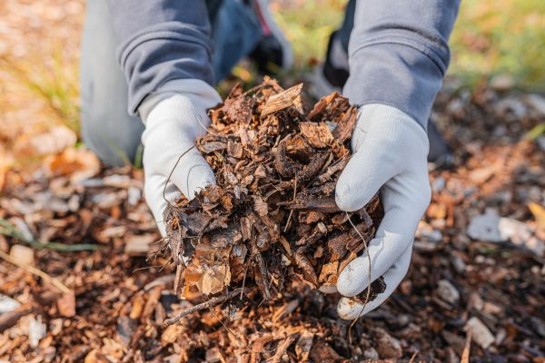 Shredded Mulch Installation in Midlothian