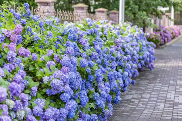 Hydrangea Landscaping in Midlothian