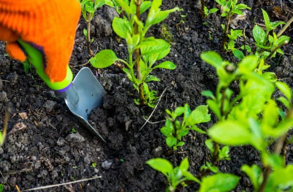 Hydrangea Planting in Midlothian