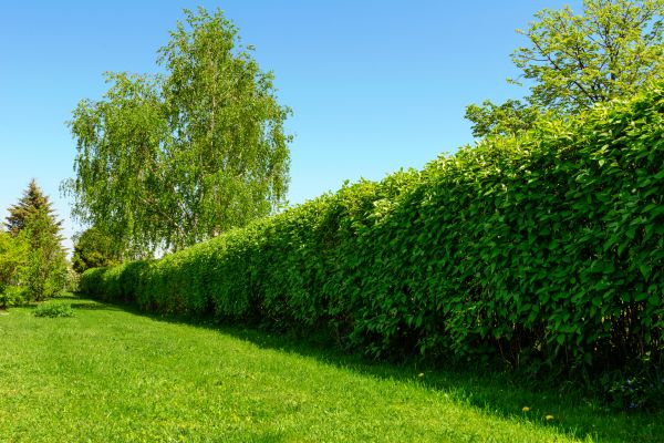 Hedge Replacement in Midlothian