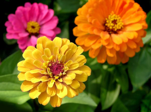 Zinnia Planting in Midlothian