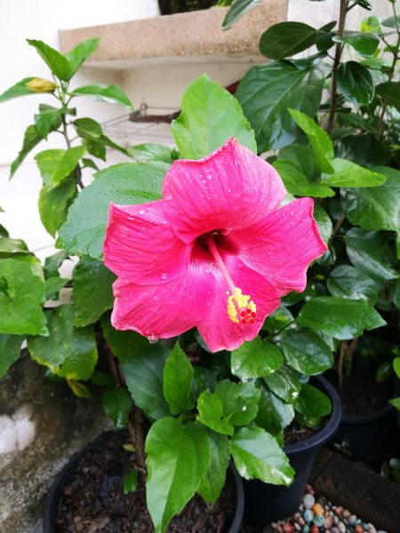 Hibiscus Planting in Midlothian