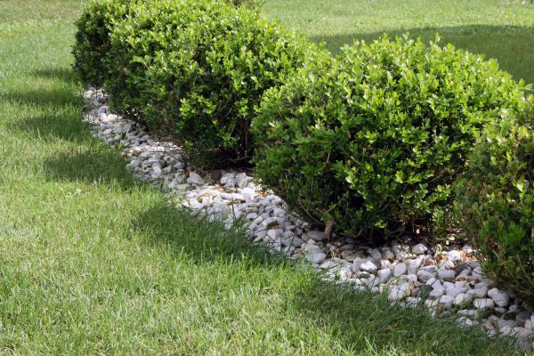 Boxwood Planting in Midlothian