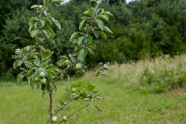 Apple Tree Planting in Midlothian