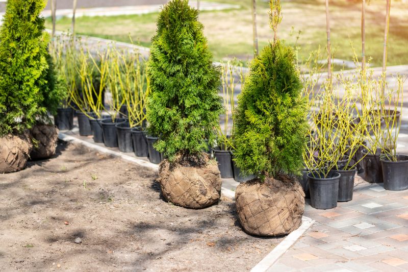 Shrub Planting Service